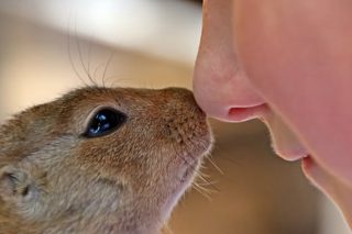 Sharon Williams ENT Sepcialist